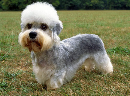 DANDIE DINMONT TERRIER